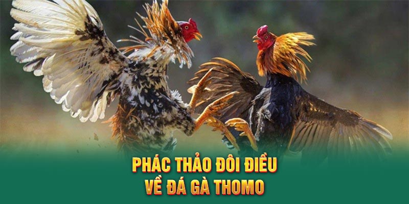 Phác thảo đôi điều về đá gà Thomo